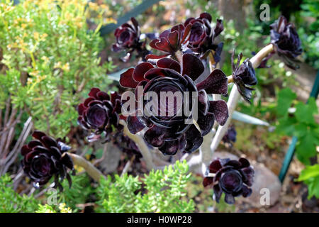 Crassulaceae Aeonium arboreum aeonium houseleek rose irlandaise Banque D'Images