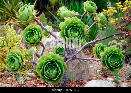 Crassulaceae Aeonium arboreum aeonium rose tree irlandais houseleek succulentes Banque D'Images