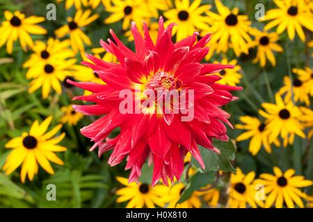 Turbulences Orange Dahlia cactus poussant dans un jardin ensoleillé frontière avec rudbeckia Banque D'Images