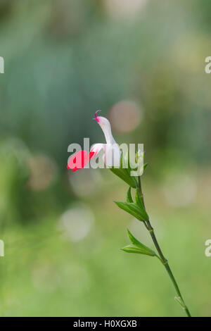 Salvia x jamensis 'hot lips' . Salvia microphylla 'Hot Lips'. La sauge 'Hot Lips' Banque D'Images