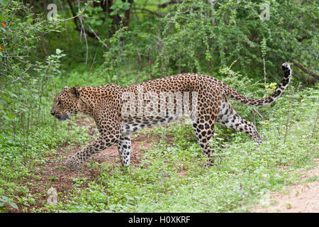 Léopard, Panthera pardus kotiya, au parc national de Yala, au Sri Lanka Banque D'Images