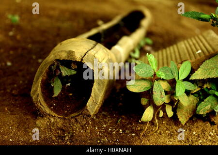 Fontaine d'eau potable pour les oiseaux faites à la main dans la campagne Banque D'Images