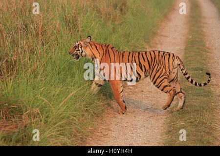 Tigre du Bengale crossing route de terre au Dhikala grassland - photographiée au parc national de Corbett (Inde) Banque D'Images