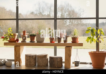 Plante en pot de cactus fenêtre véranda croissante Banque D'Images