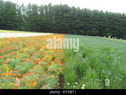 Paysage magnifique de la champ de fleur à Hokkaido, Japon Banque D'Images