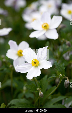 Anemone 'Wild Swan' pousse dans un jardin anglais. Banque D'Images