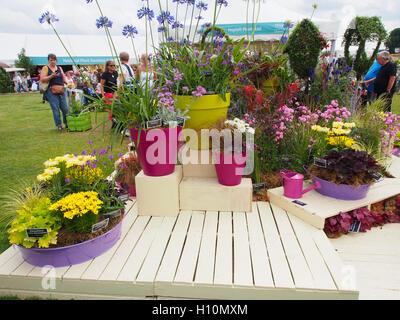 Affichage de diverses fleurs en pots de plus en plus rose, avec les visiteurs dans l'arrière-plan. Le parc Tatton Flower Show 2016 à Cheshire, Royaume-Uni. Banque D'Images