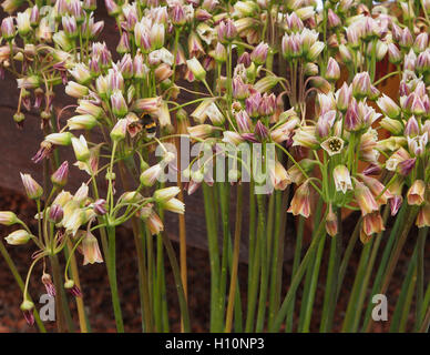 Gros plan - nectaroscordum siculum - subsp bulgaricum (miel) garllic sicillian montrant les différents bouquets. Prises sur le parc Tatton Flower show. Banque D'Images