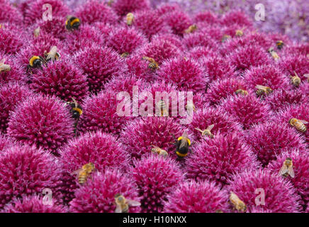 Gros plan de l'allium globemaster, avec boule violet fleurs, prises sur le parc Tatton RHS Flower show, Cheshire. Ils étaient couverts d'abeilles de nourriture. Banque D'Images