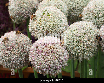 Gros plan d'une saucisse végétarienne traditionnelle galloise, avec ces boule blanche fleurs, prises sur le parc Tatton RHS Flower show. Ils étaient couverts d'abeilles de nourriture. Banque D'Images