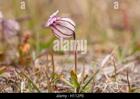 Le nord de Scouler (Silene acaulis) groing de fleurs sur la toundra, Spitzberg, Norvège Banque D'Images