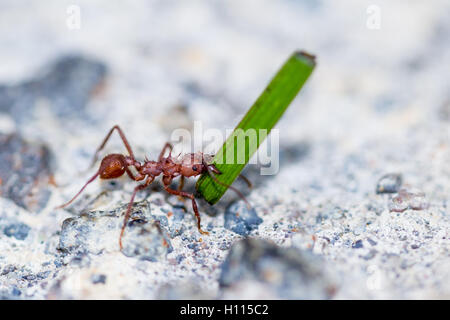 Macro d'une découpeuse de rouge transport ant un brin d'herbe verte Banque D'Images