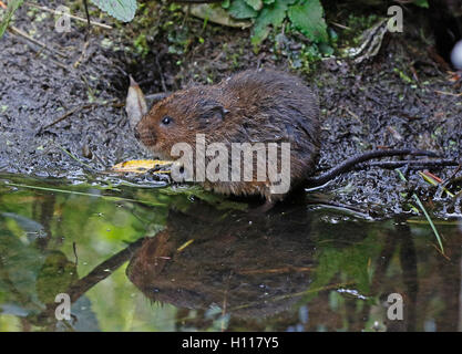 Wate Vole Arvicola amphibie) Banque D'Images