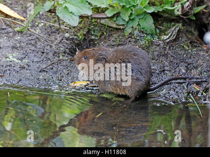 Wate Vole Arvicola amphibie) Banque D'Images