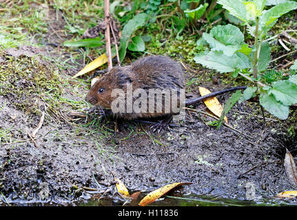 Wate Vole Arvicola amphibie) Banque D'Images