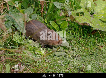 Wate Vole Arvicola amphibie) Banque D'Images