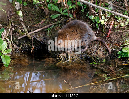 Wate Vole Arvicola amphibie) Banque D'Images