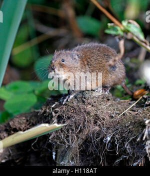 Campagnol amphibie Arvicola (eau), pris dans la nature en Bretagne, Banque D'Images