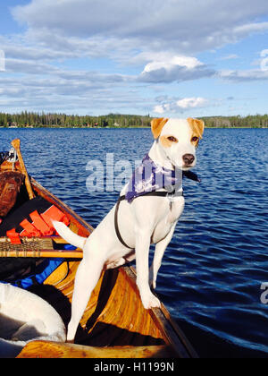 Marin et pêcheur ; Mac-le-Jack Russell pose en canoë. Prêt à plonger après la truite sur le Lac le jeune BC, Canada Banque D'Images