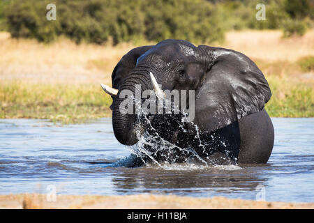 Streaming de l'eau au large de l'éléphant (Loxodonta africana) comme il se lève après une immersion dans l'eau elle-même Banque D'Images