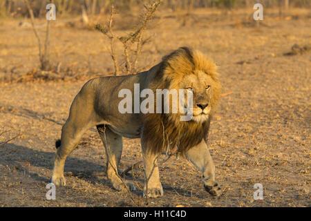 Grand male lion (Panthera leo) en mouvement dans un éclairage chaleureux Banque D'Images