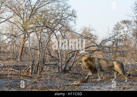 Une grande crinière de lion (Panthera leo) balade à travers la brousse densément boisé Banque D'Images