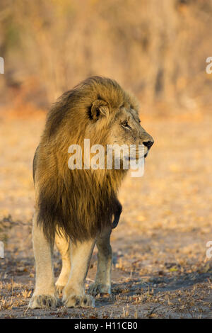 Les avis d'un adulte mature male lion (Panthera leo) avec une grande crinière Banque D'Images