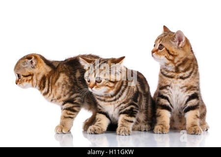 Trois chatons assis sur un fond blanc Banque D'Images