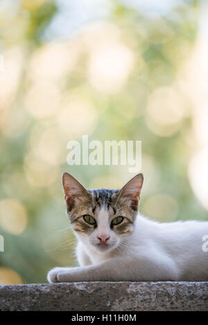 Chat couché sur un mur et l'arrière-plan flou. Banque D'Images