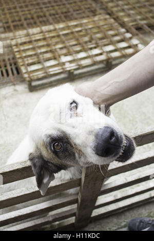 Mastiff blanc caressant, d'animaux et de personnes Banque D'Images