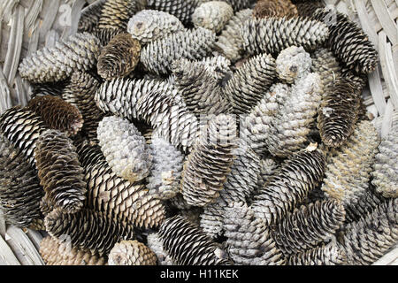 Cônes de pin dans panier en osier, de la nature et des fruits Banque D'Images