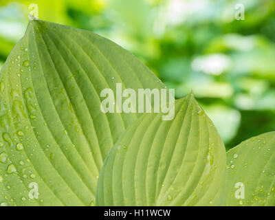 Hosta feuilles avec gouttes de pluie sur le jardin contexte trouble Banque D'Images