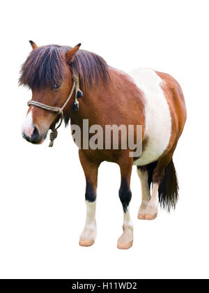 Cheval poney marron et blanc isolated on white Banque D'Images