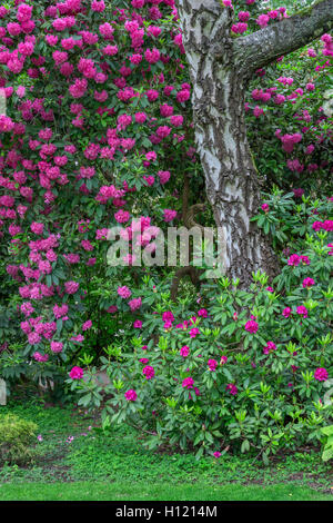 USA (Oregon, Portland, Crystal Springs Rhododendron Jardin, fleurs pourpre de rhododendrons en fleurs et de bouleau. Banque D'Images