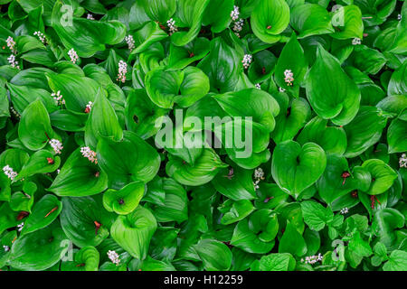 USA (Oregon, Portland, Crystal Springs Rhododendron Garden, faux le muguet (Maianthemum dilatatum) en fleur. Banque D'Images