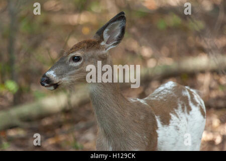 Une femelle piebald whitetail deer promenades à travers la forêt. Banque D'Images