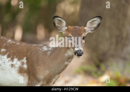 Une femelle piebald whitetail deer promenades à travers la forêt. Banque D'Images