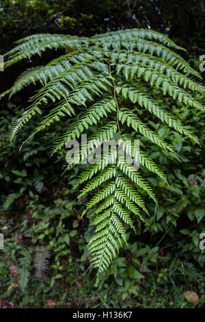 Près d'une grande feuille de fougère dans la jungle du Costa Rica Banque D'Images