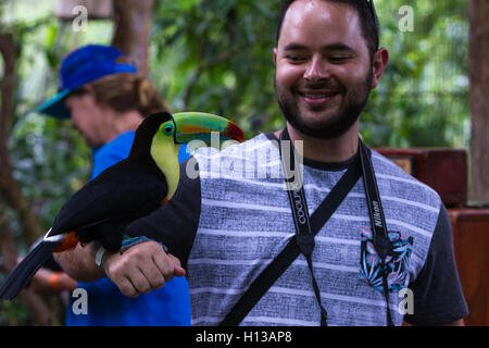 Alajuela, Costa Rica - 02 mai : Toucan dans un posant avec les touristes dans un refuge faunique. 02 mai 2016 Alajuela, Costa Rica. Banque D'Images