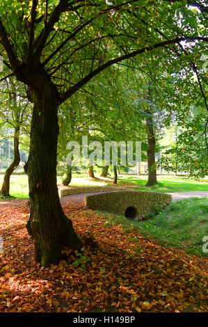 Feuilles d'automne sèches d'abord en vertu de l'arbre dans le parc de la ville Banque D'Images