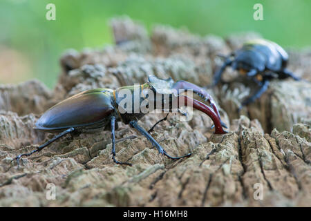Stag beetles (Lucanus cervus), paire sur le bois mort, de l'Ems, Basse-Saxe, Allemagne Banque D'Images