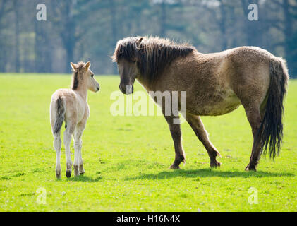 Tarpan (Equus ferus gmelini, Equus gmelini), reproduction, Jument et poulain dans les pâturages, captive, Allemagne Banque D'Images