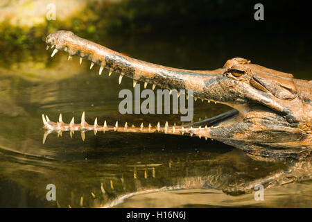 Faux gavial (Tomistoma schlegelii), la gueule ouverte, dans l'eau, en captivité, portrait Banque D'Images