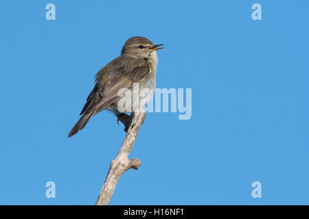 Willow warbler (Phylloscopus trochilus), Wittlich, Rhénanie-Palatinat, Allemagne Banque D'Images