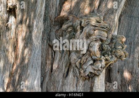 Arbol del Tule, Taxodium mucronatum (cyprès), le tronc, le détail de la croissance, Santa Maria del Tule, Oaxaca, Mexique Banque D'Images