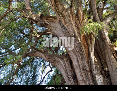 Couronne d'Arbol del Tule, Taxodium mucronatum (cyprès), Santa Maria del Tule, Oaxaca, Mexique Banque D'Images