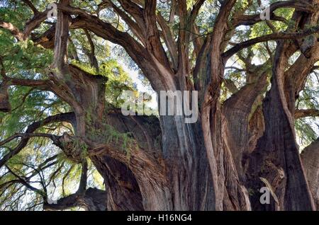 Couronne d'Arbol del Tule, Taxodium mucronatum (cyprès), Santa Maria del Tule, Oaxaca, Mexique Banque D'Images