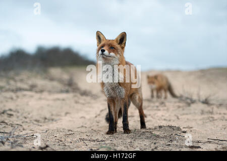 Renards rouges / Rotfuchs ( Vulpes vulpes ) debout sur un chemin sablonneux, dans une belle fourrure d'hiver, drôle de gros plan d'un point de vue bas, faune, Europe. Banque D'Images