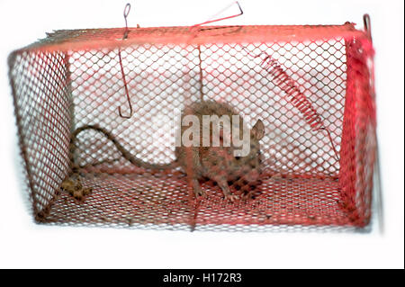 Maison indien emprisonné dans la cage des rats vivent des casiers avec des fonds blancs mumbai maharashtra inde Banque D'Images