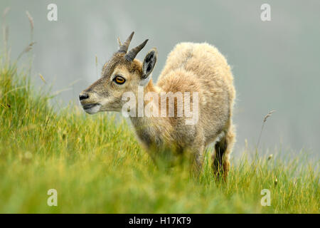 Jeune Bouquetin des Alpes (Capra ibex) manger dans un pré, Oberland Bernois, Canton de Berne, Suisse Banque D'Images